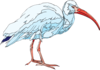 White Ibis Clip Art